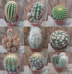Cactus assorted varieties